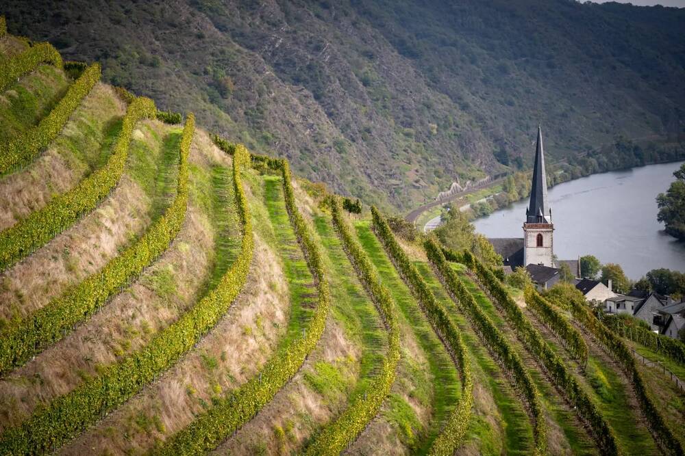 Dienstag | Weinprobe Weingut Dr. Loosen